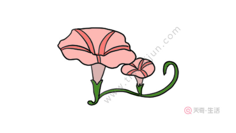 牵牛花涂色画