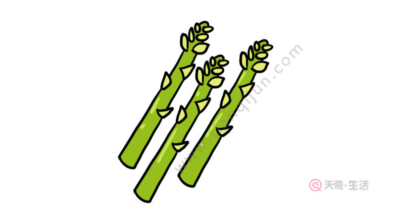 芦笋简笔画怎么画