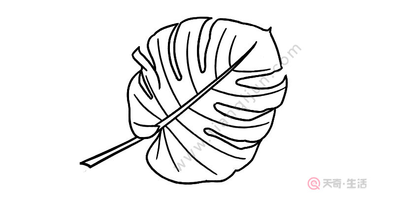 芭蕉叶简笔画怎么画