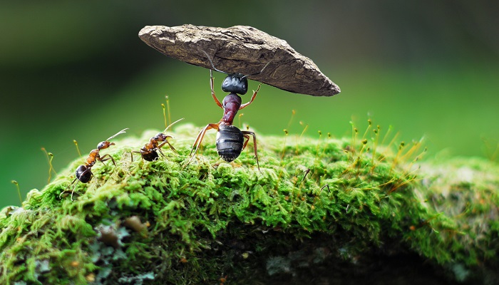 蚂蚁和大象的故事