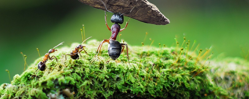 昆虫记红蚂蚁概括内容