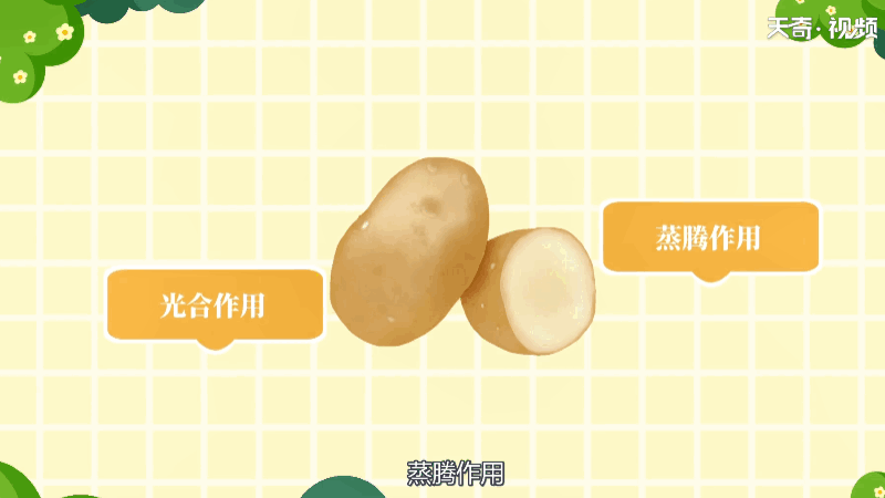 马铃薯是用什么繁殖的 马铃薯繁殖是用什么