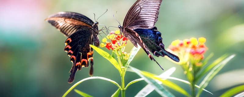 蚕蛾和蝴蝶的相同点和不同点分别有哪些