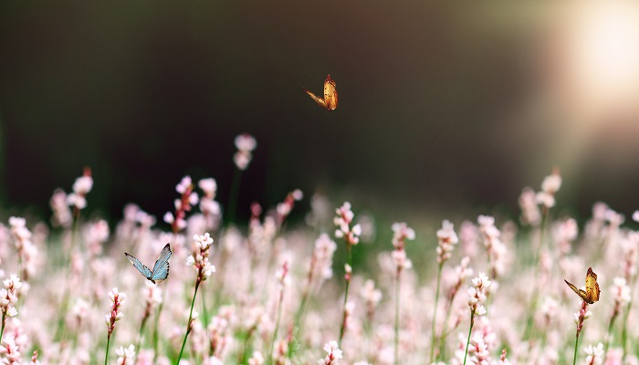 蚕蛾和蝴蝶的相同点和不同点分别有哪些