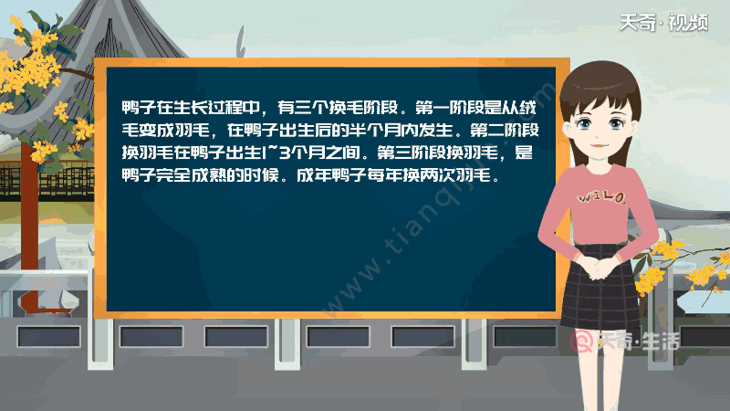 鸭子在生长过程中,有三个换毛阶段.第一阶段是从绒毛变成