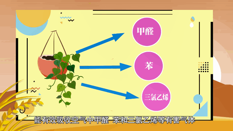 绿萝的花语 绿萝的花语是什么