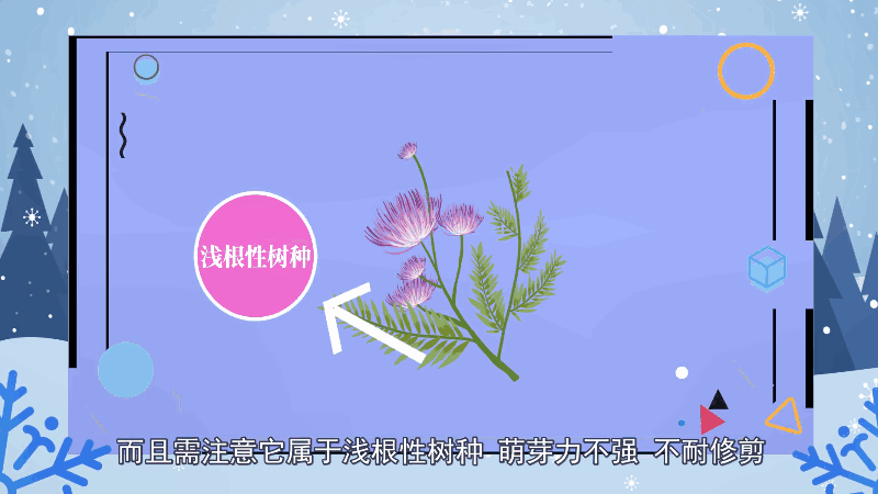 合欢花花语 合欢花花语是什么