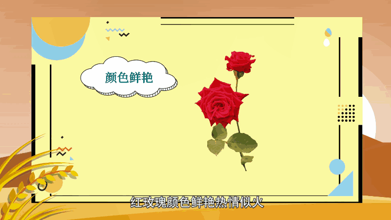 红玫瑰的花语 红玫瑰的花语是什么