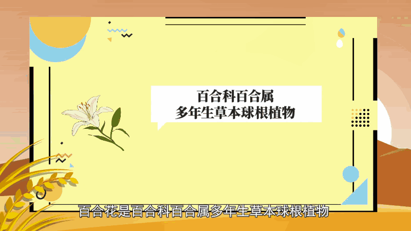 百合花的養(yǎng)殖方法和注意事項(xiàng) 百合花的養(yǎng)殖方法和注意事項(xiàng)有哪些