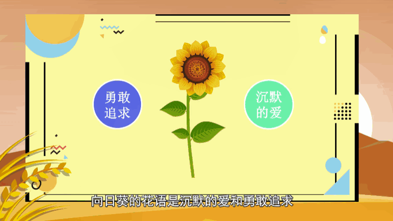 向日葵的花语 向日葵的花语是什么