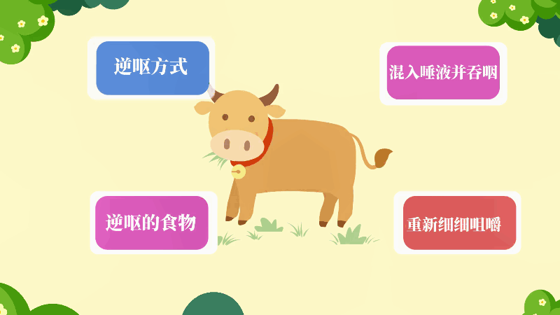 牛为什么被称为反刍动物 牛为何被称为反刍动物