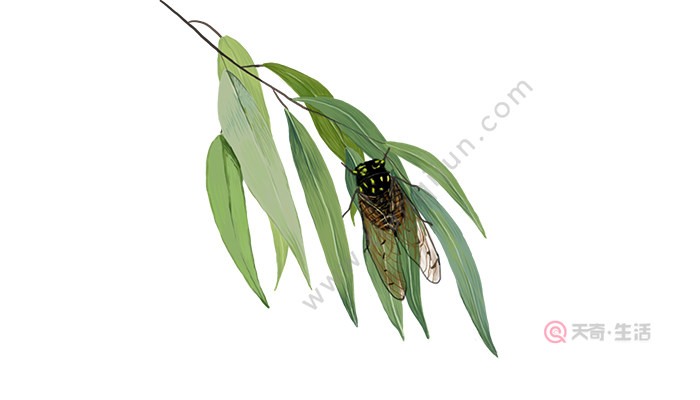 天奇生活 教育 正文《蝉》的翻译:蝉垂下冠缨一样的触角,吸吮清澈