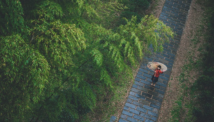 林荫小道的唯美句子