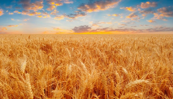 描写小麦的优美句子