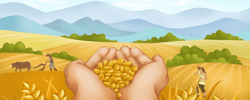 描写小麦的优美句子