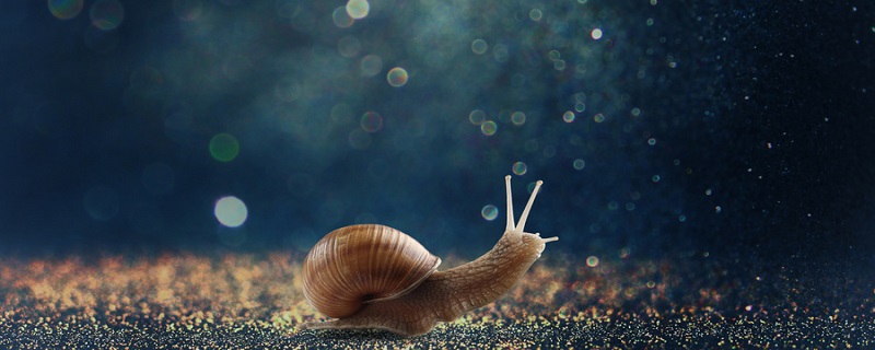 蜗牛生活在什么环境里