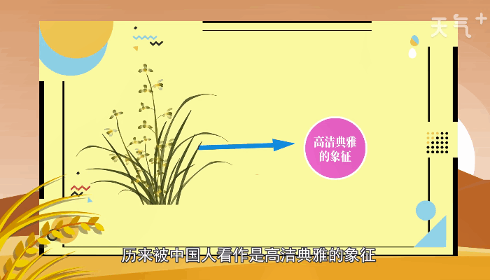 兰花的养殖方法和注意事项 兰花的养殖方法和注意事项有哪些