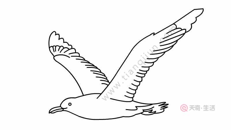 海鸥简笔画 海鸥简笔画的画法