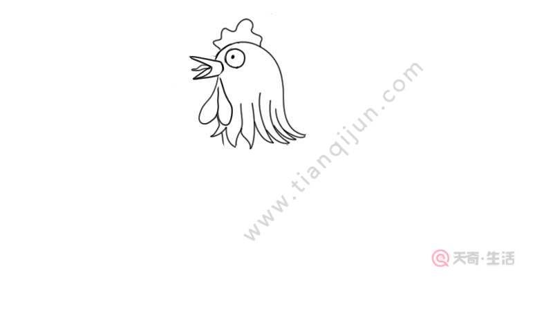 2,然后画出公鸡的身体和爪子,再画出它的尾巴和翅膀.