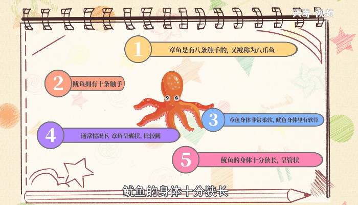 鱿鱼和章鱼的区别 鱿鱼和章鱼的区别在哪里