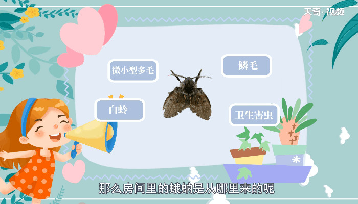 房间里的蛾蚋是从哪里来的 蛾蚋是怎么出现在房间里的