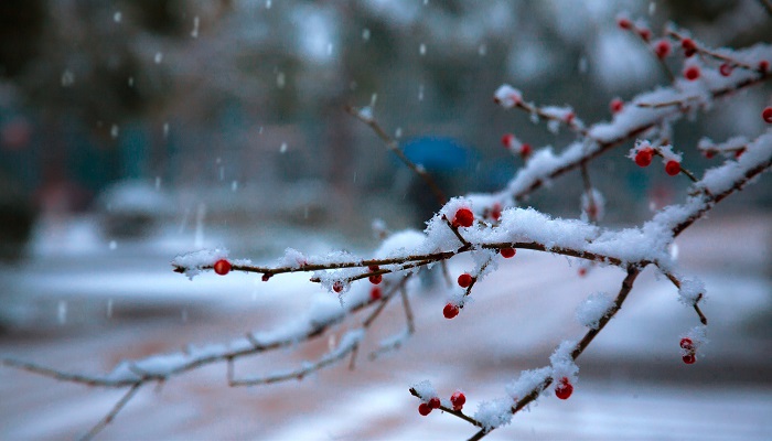 雪梅 卢铖翻译