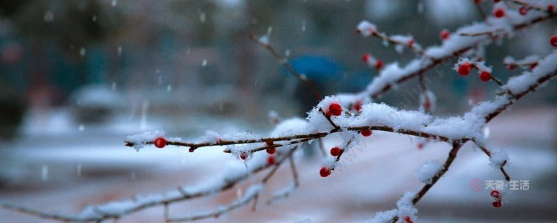 雪梅其二的意思