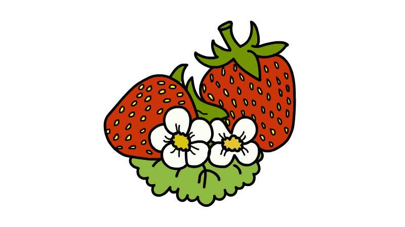 草莓和花简笔画