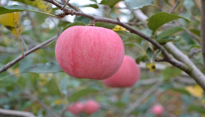 红富士苹果产地在哪里的最好吃