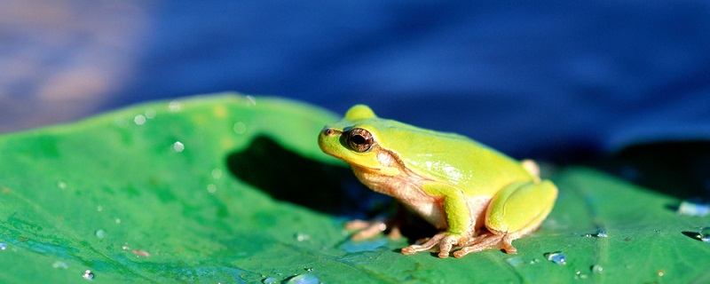 唱歌的青蛙告诉我们什么道理