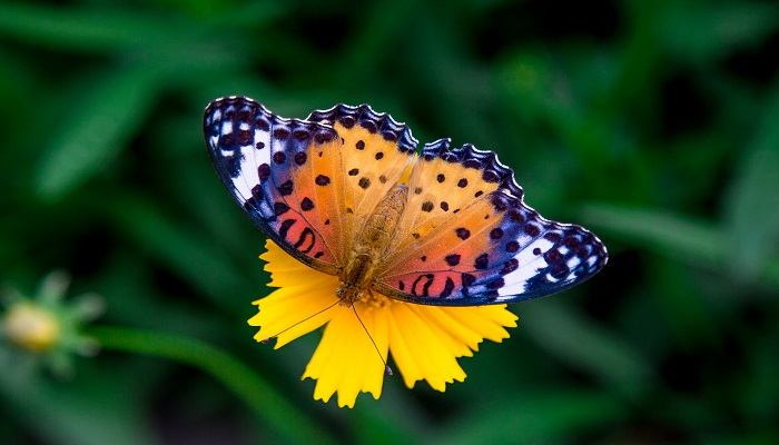枯叶蝴蝶的显著特点是什么