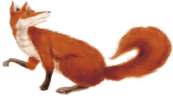 狐狸分奶酪中的狐狸是个什么的狐狸