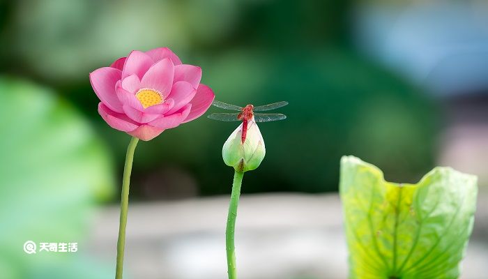 菡萏怎么讀