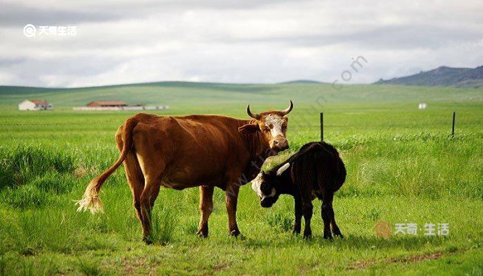 关于牛的成语 关于牛的成语有哪些
