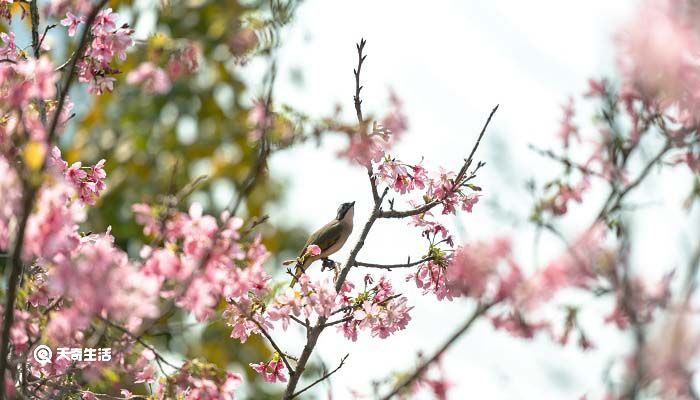 枫树上的喜鹊表达了我对喜鹊的什么之情