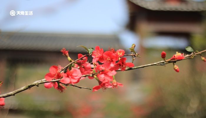 山后山前处处梅的上一句