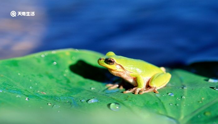 青蛙卖泥塘的道理是什么