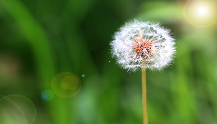 蒲公英在什么季节开放