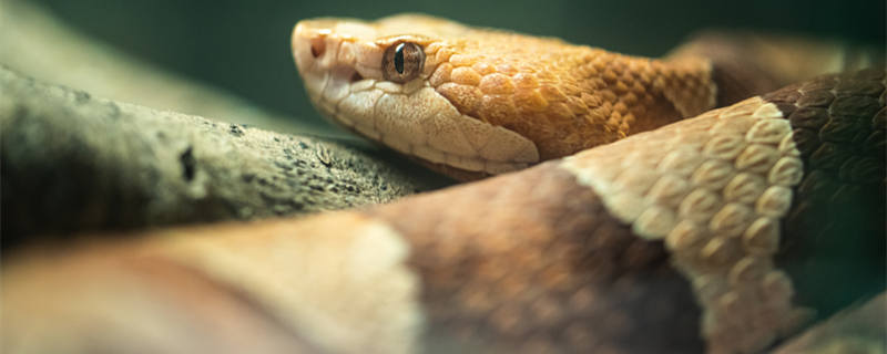 蛇属于什么科类动物