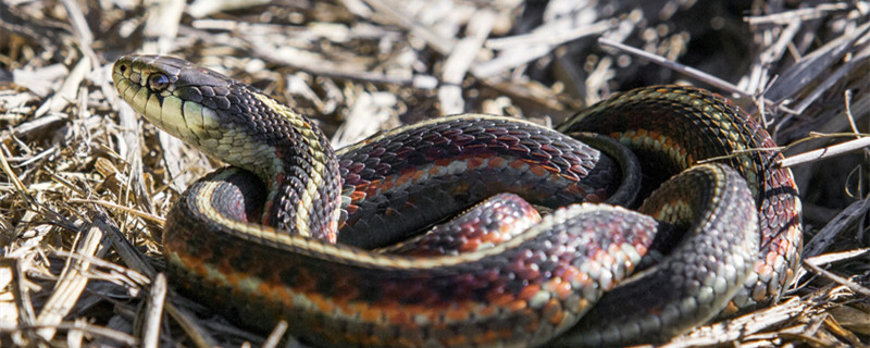 乌草蛇是什么蛇有毒吗