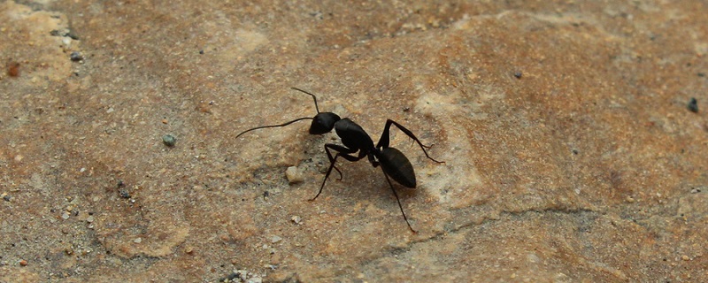 食人蚁有天敌吗