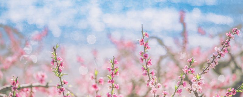 大林寺桃花描写的是什么季节的景色