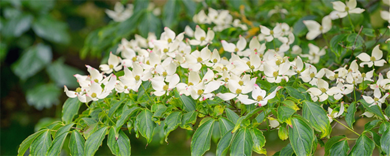 茱萸是一種花還是一種草