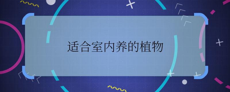 適合室內(nèi)養(yǎng)的植物 適合室內(nèi)養(yǎng)的植物有什么作用