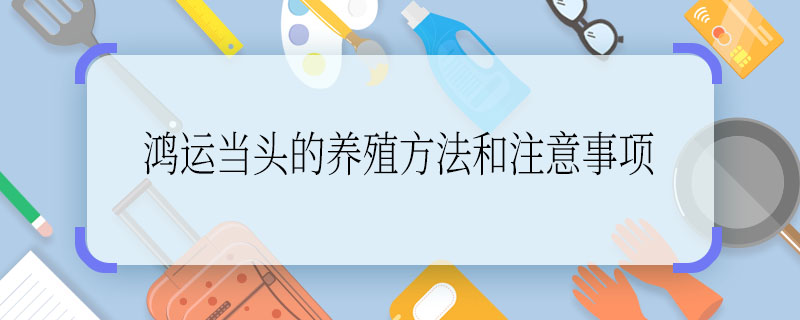 鴻運當頭的養(yǎng)殖方法和注意事項 養(yǎng)殖鴻運當頭的方法和注意事項