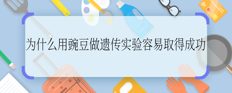 为什么用豌豆做遗传实验容易取得成功 为啥用豌豆做遗传实验容易取得成功