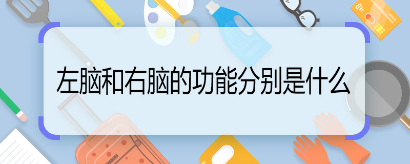 左脑和右脑的功能分别是什么