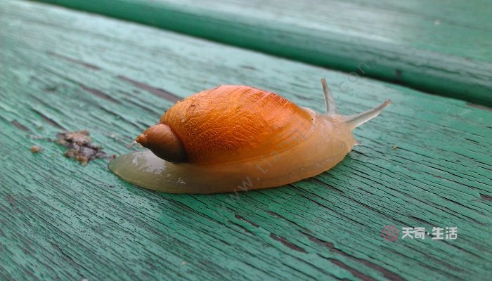 蜗牛是益虫还是害虫 蜗牛是害虫吗