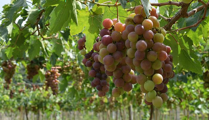 grapes-vineyard-vine-wine-preview.jpg