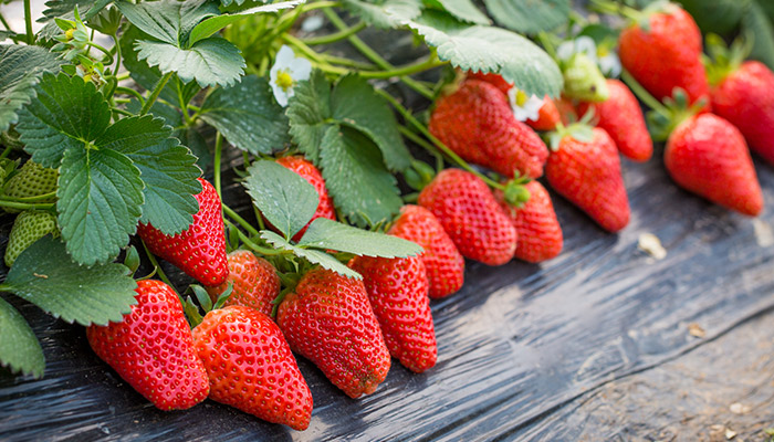 草莓施什么肥 草莓怎么施肥